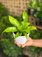 XS Bird's Nest Fern Asplenium With Decorative Pot