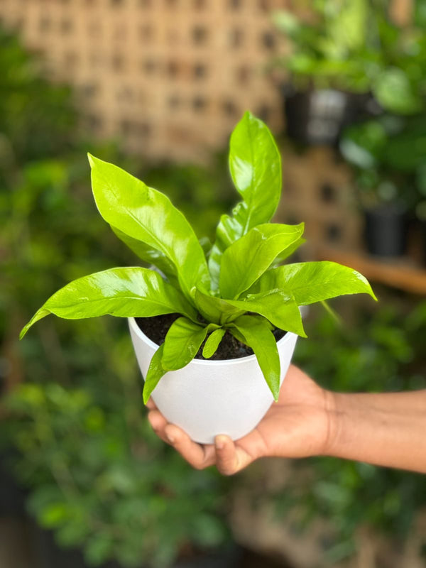 XS Bird's Nest Fern Asplenium With Decorative Pot