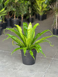 XL Birds Nest Fern Osaka