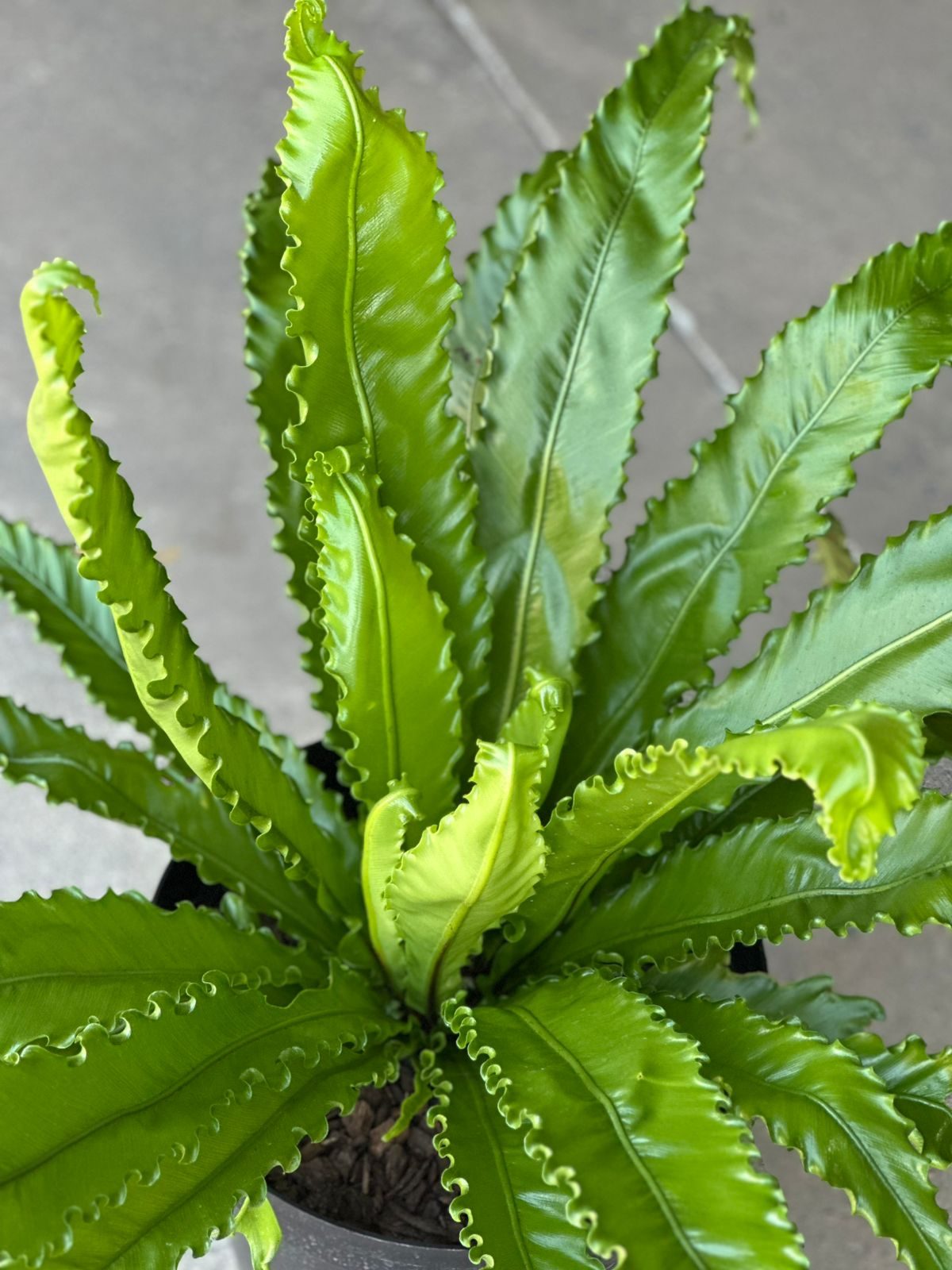 XL Birds Nest Fern Osaka