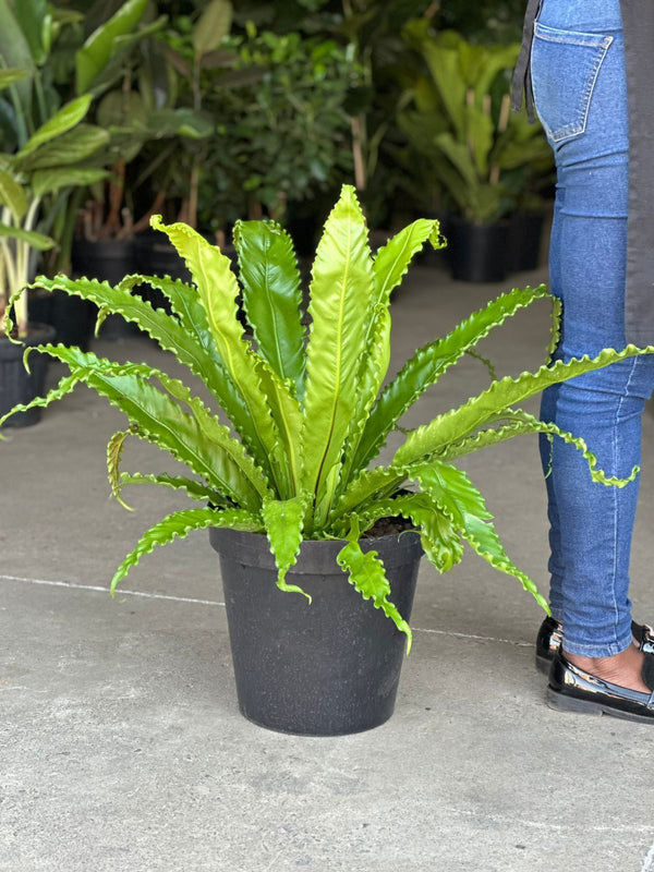 XL Birds Nest Fern Osaka