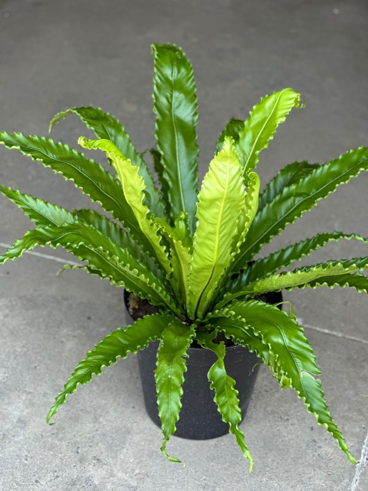 XL Birds Nest Fern Osaka