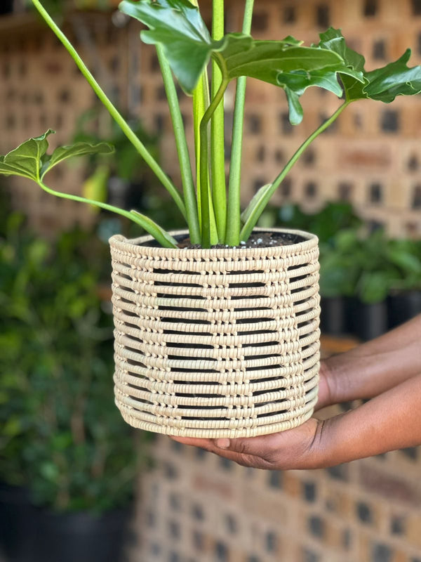 Medium Philodendron Selloum With Basket