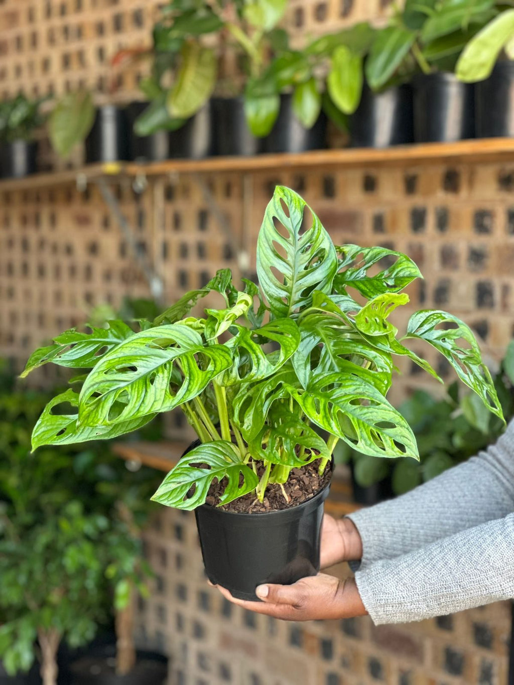 Medium Monstera Adansonii