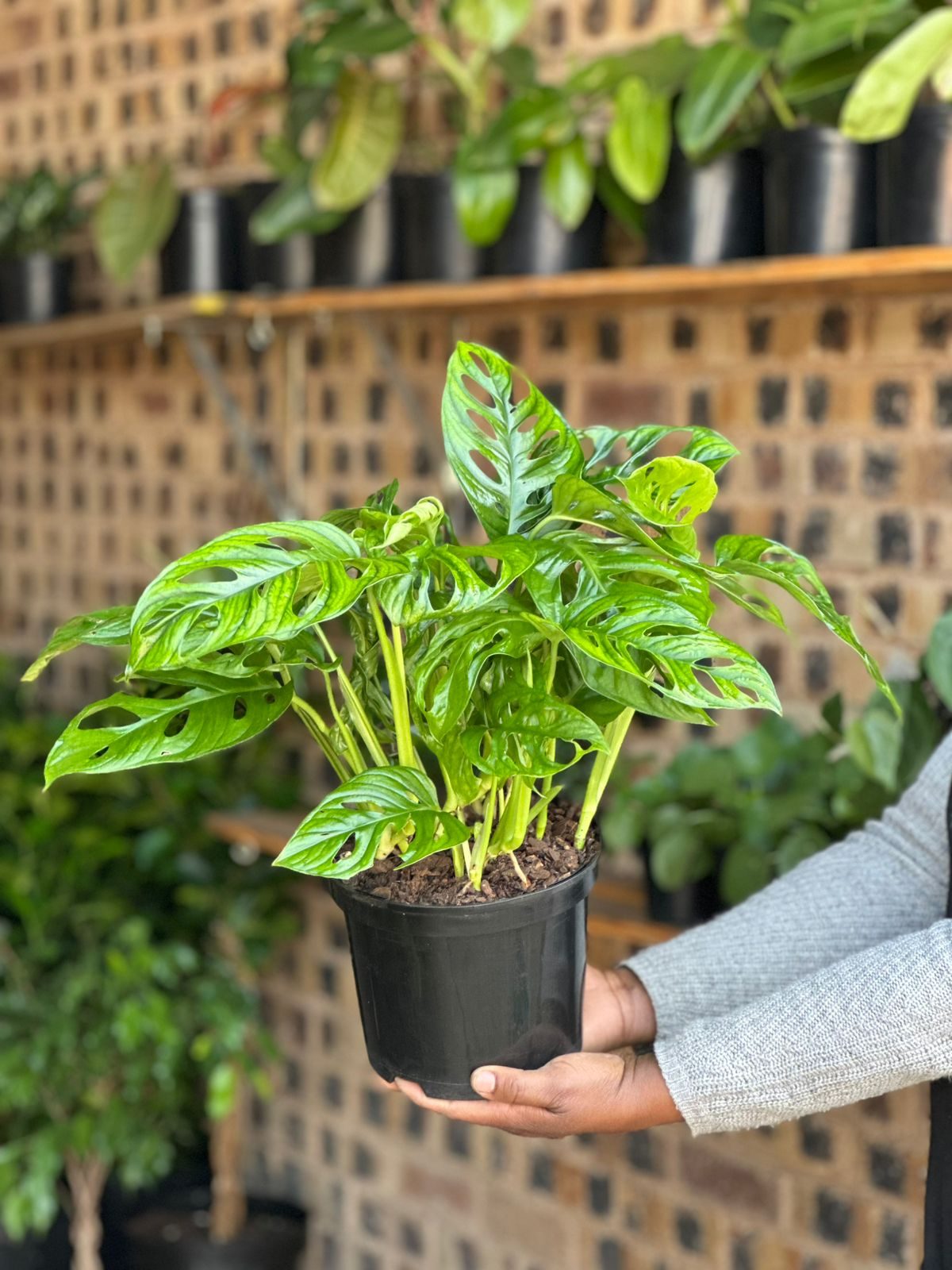 Medium Monstera Adansonii