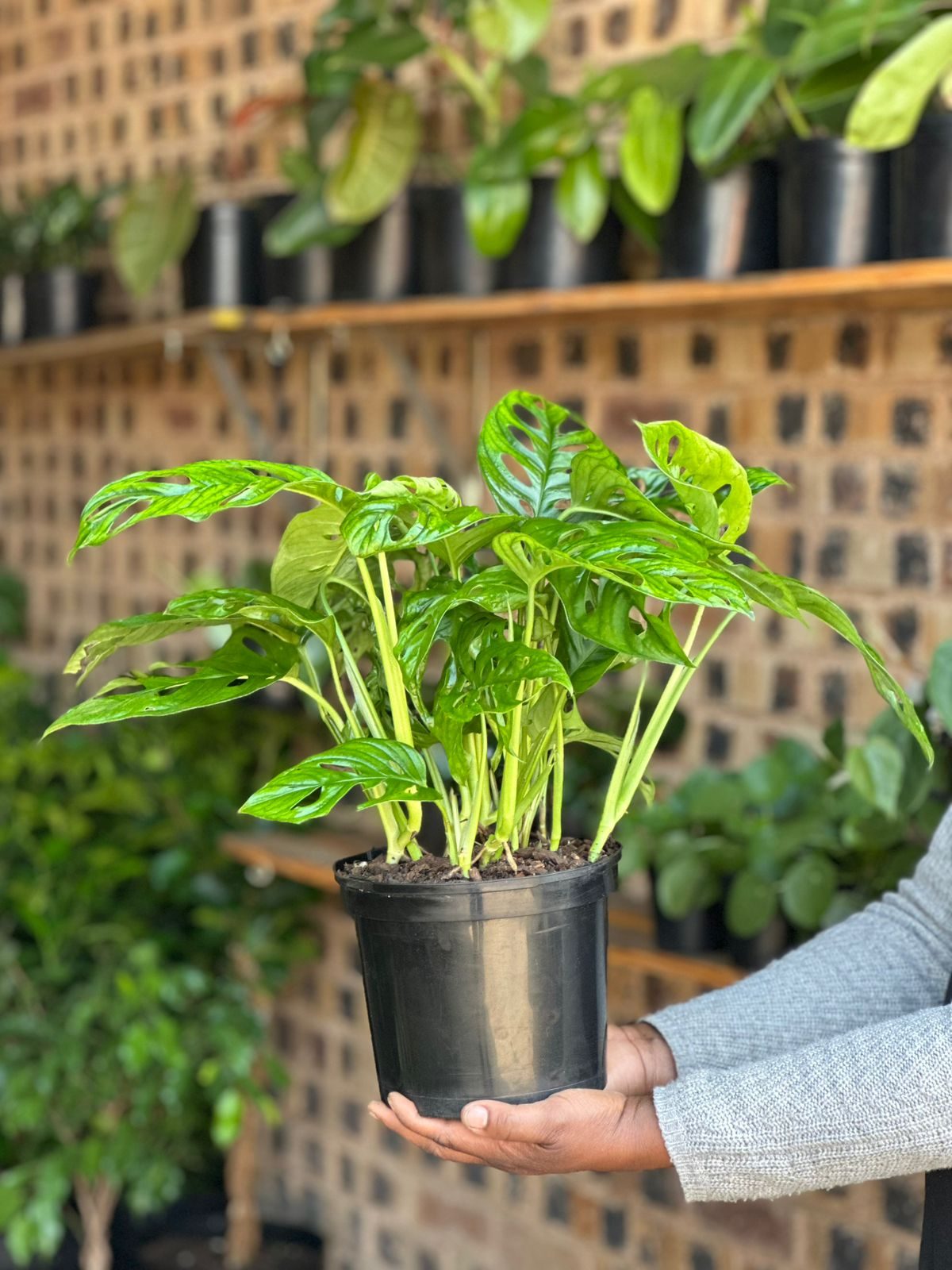 Medium Monstera Adansonii