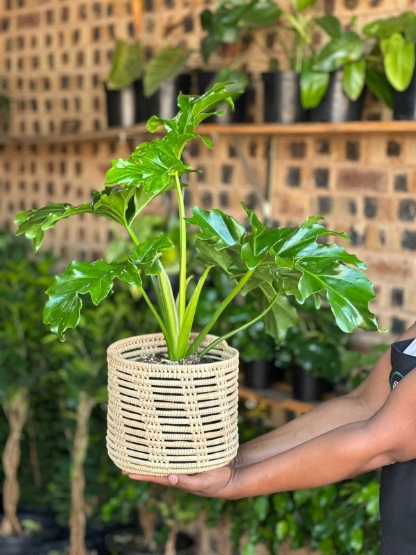 Medium Philodendron Selloum With Basket