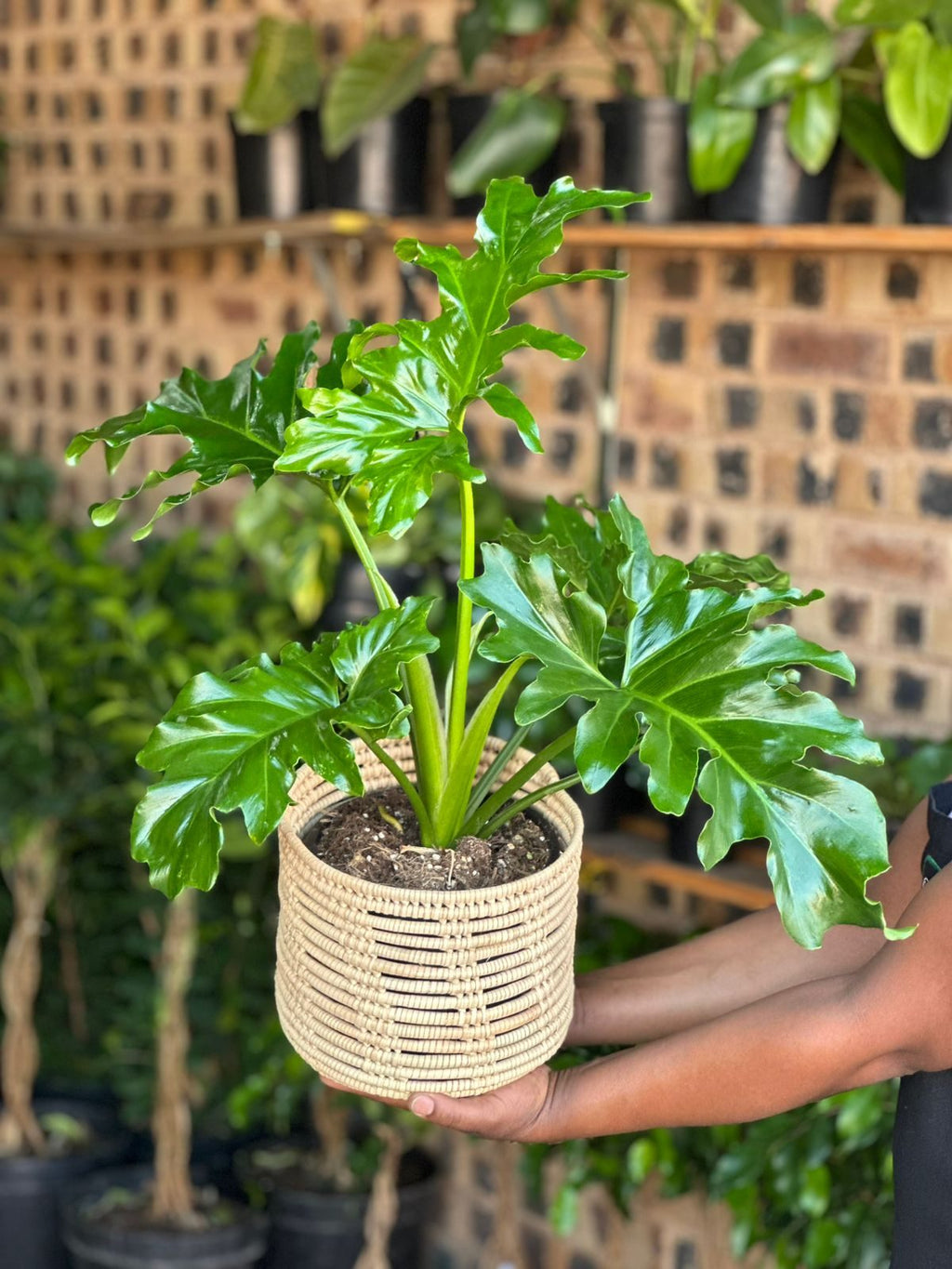 Medium Philodendron Selloum With Basket