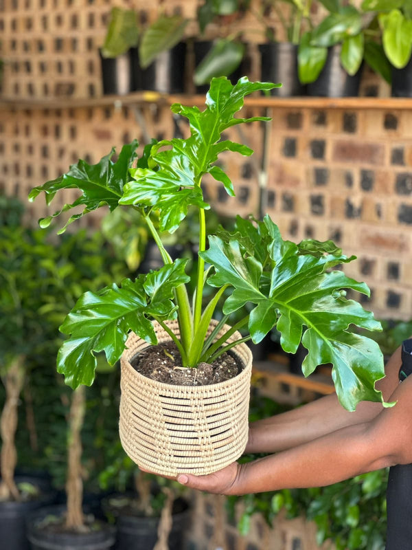 Medium Philodendron Selloum With Basket