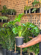 Medium Philodendron Selloum