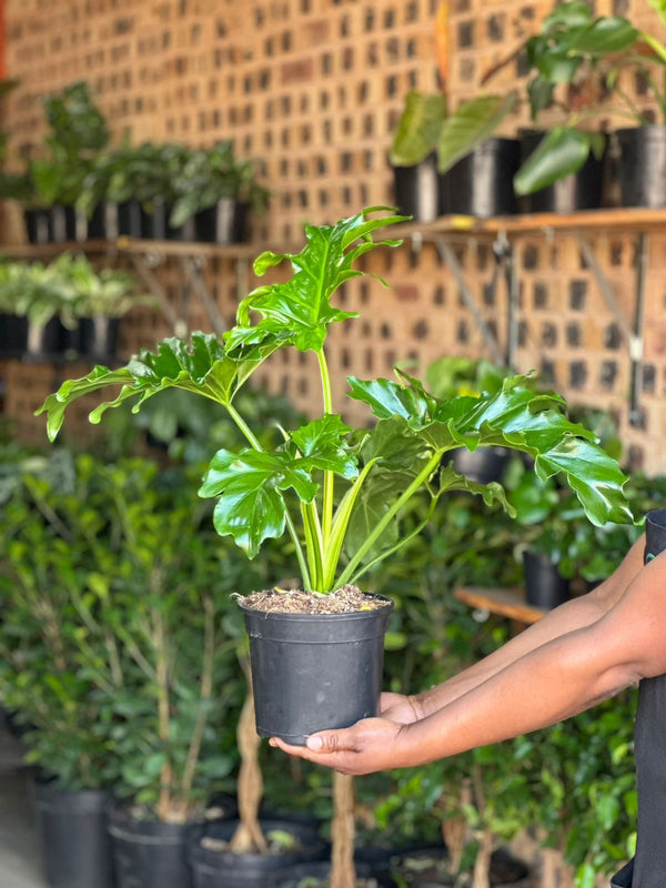 Medium Philodendron Selloum