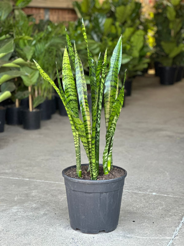 XL Snake Plant