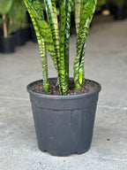 XL Snake Plant