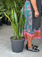 XL Snake Plant