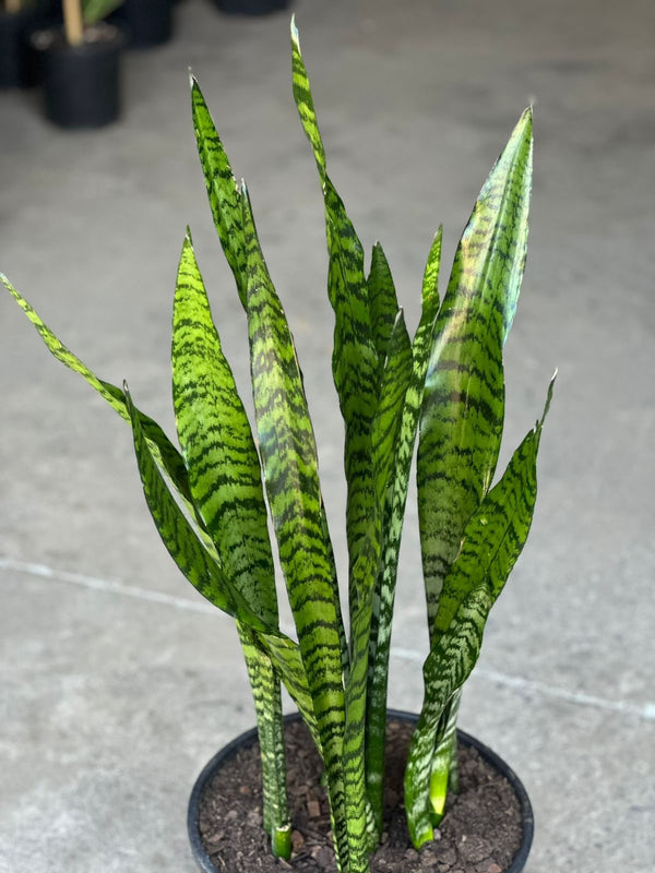 XL Snake Plant