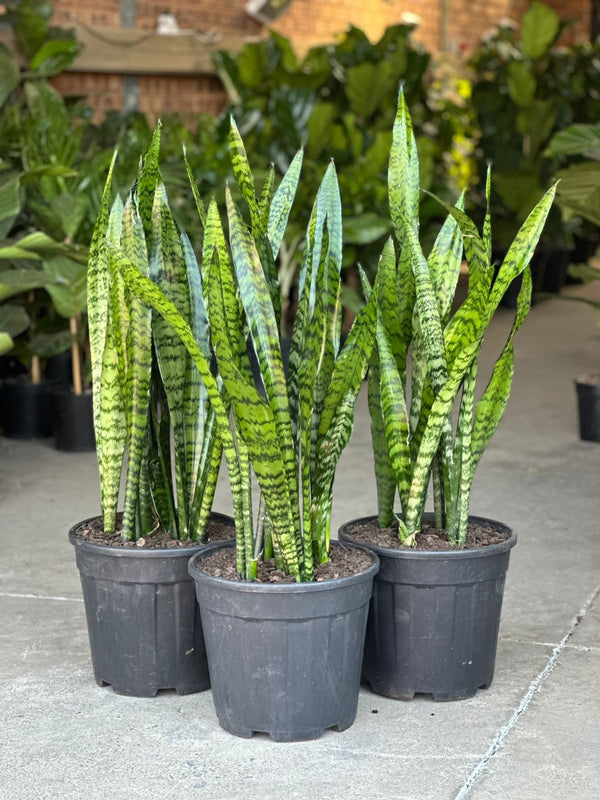 XL Snake Plant