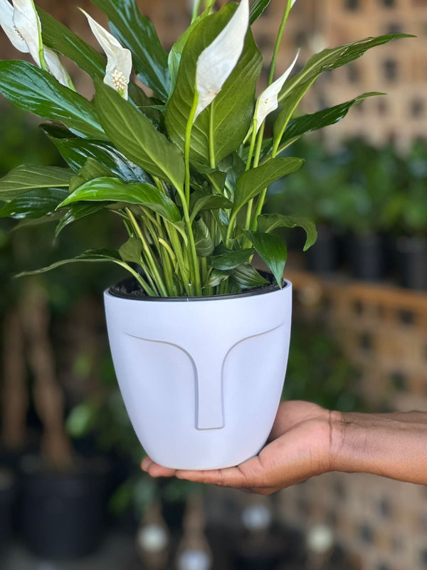 Small Peace Lily With Decorative Pot