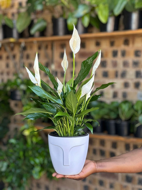 Small Peace Lily With Decorative Pot – Botanical Heaven