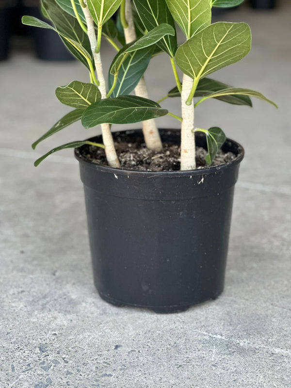 Large Ficus Audrey