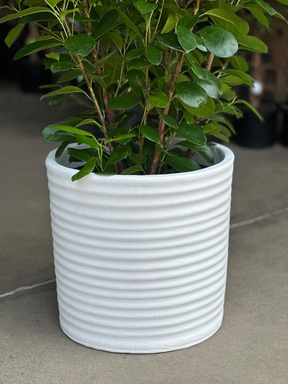 XL Decorative Pot Style 2 - White