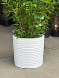 XL Decorative Pot Style 2 - White