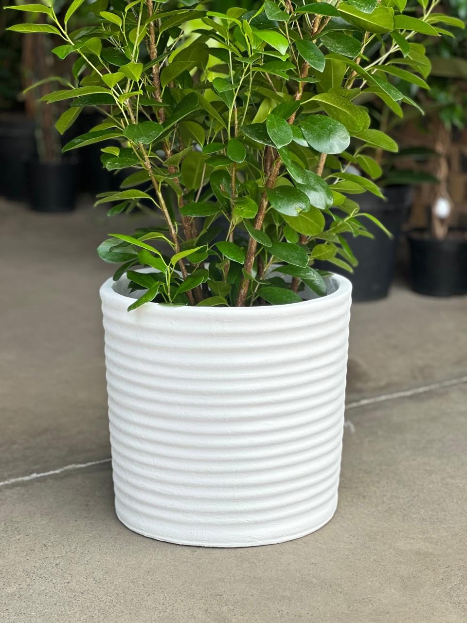 XL Decorative Pot Style 2 - White