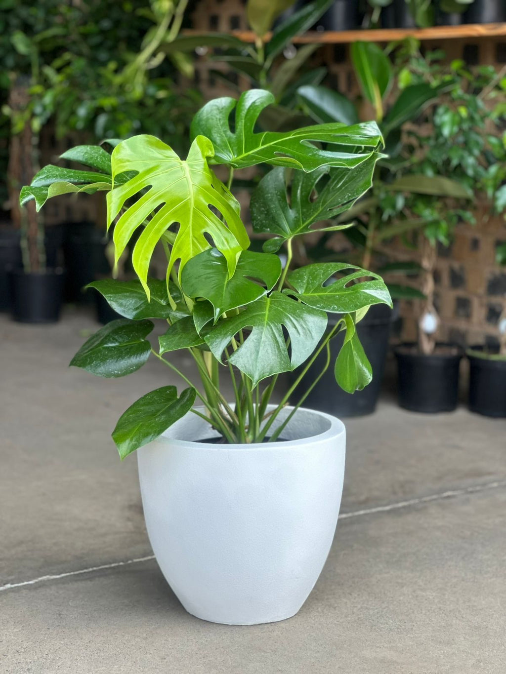 Large Decorative Pot Style 1 - White