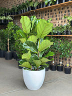 XL Decorative Pot Style 1 - White