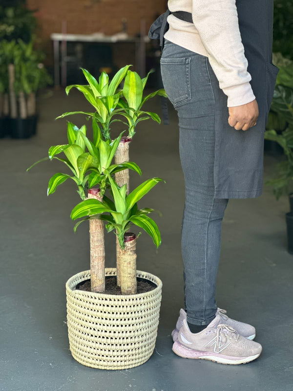 Large Corn Plant With Basket