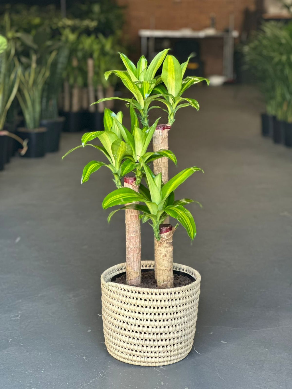 Large Corn Plant With Basket