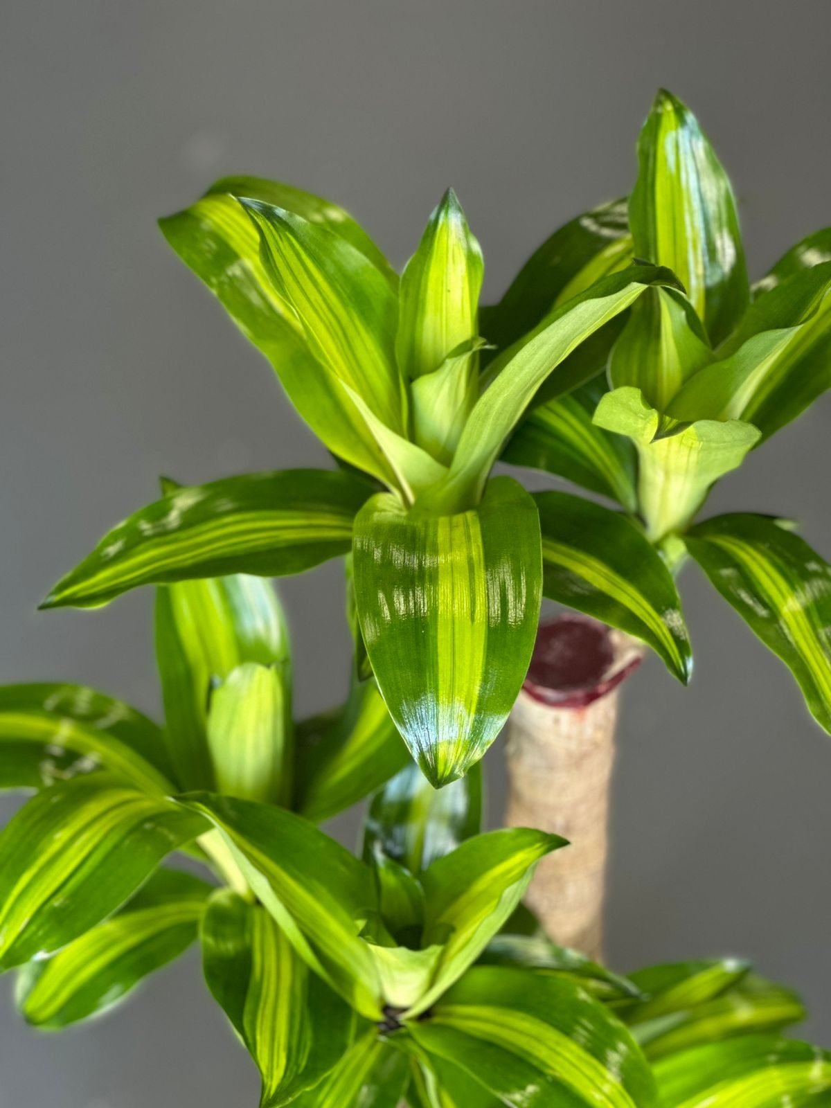 Large Corn Plant With Basket