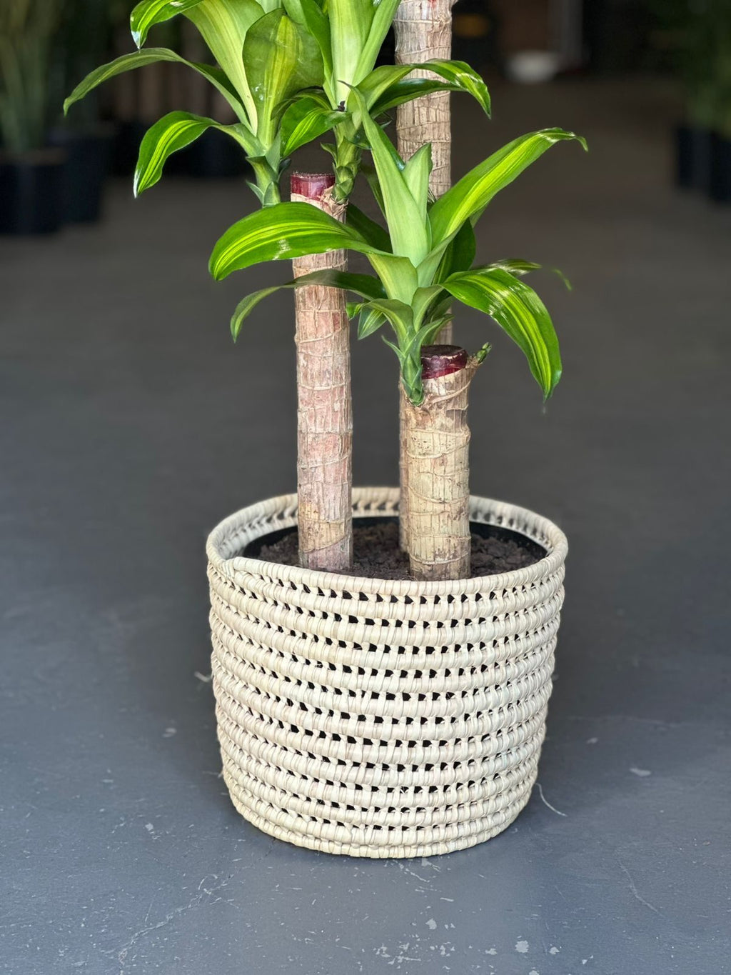Large Corn Plant With Basket