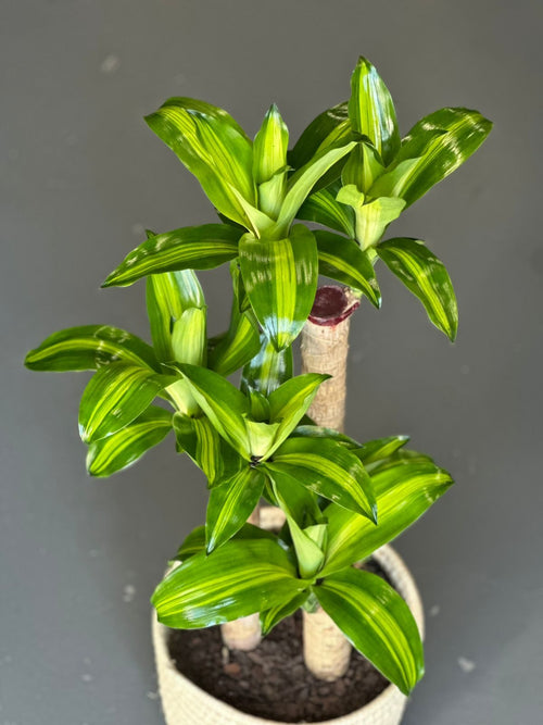 Large Corn Plant With Basket