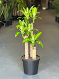 Large Corn Plant