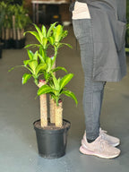 Large Corn Plant