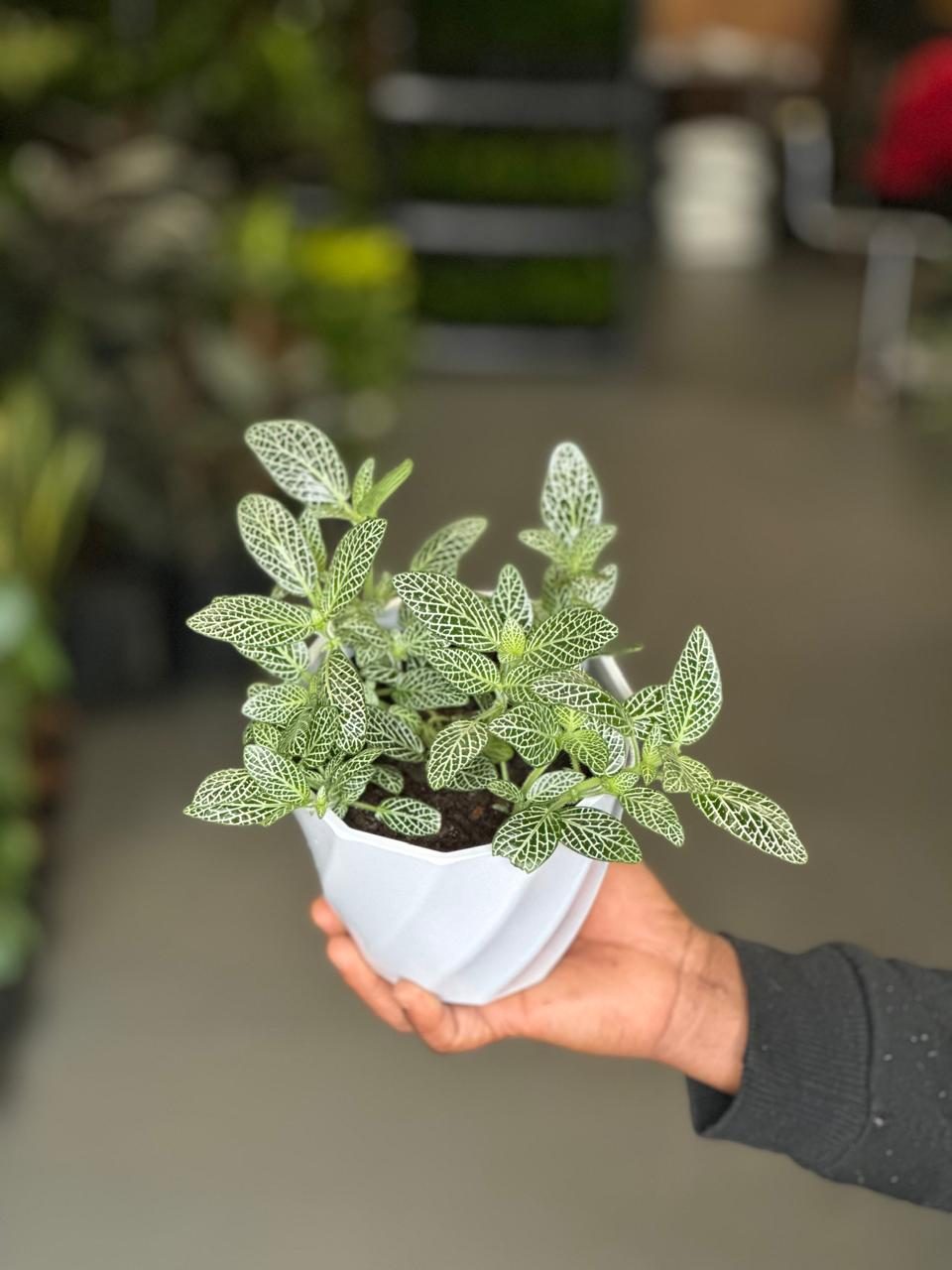 XS Green Nerve Plant With Decorative Pot