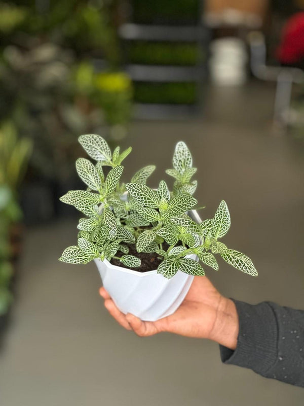 XS Green Nerve Plant With Decorative Pot