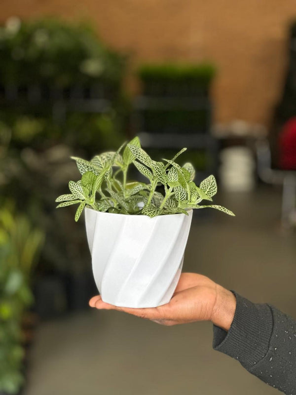 XS Green Nerve Plant With Decorative Pot