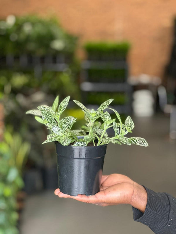 XS Green Nerve Plant