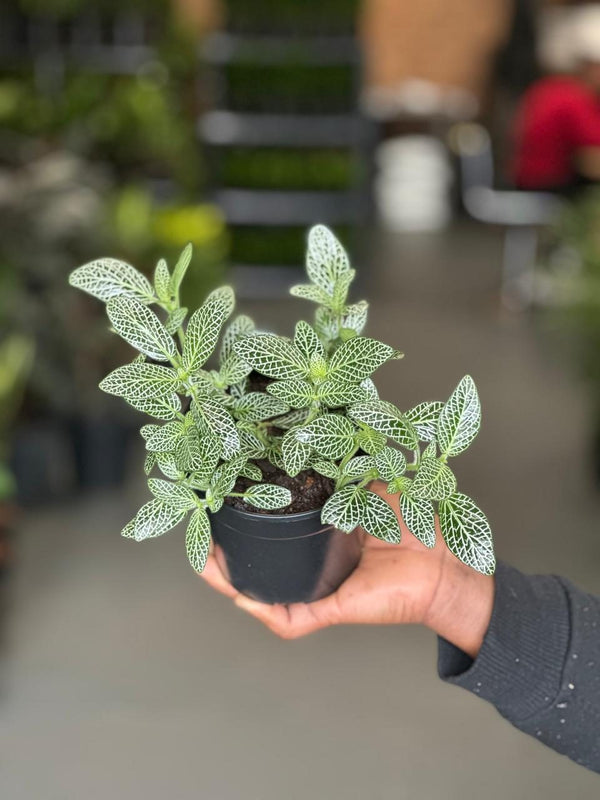 XS Green Nerve Plant