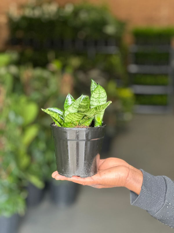 XS Snake Plant