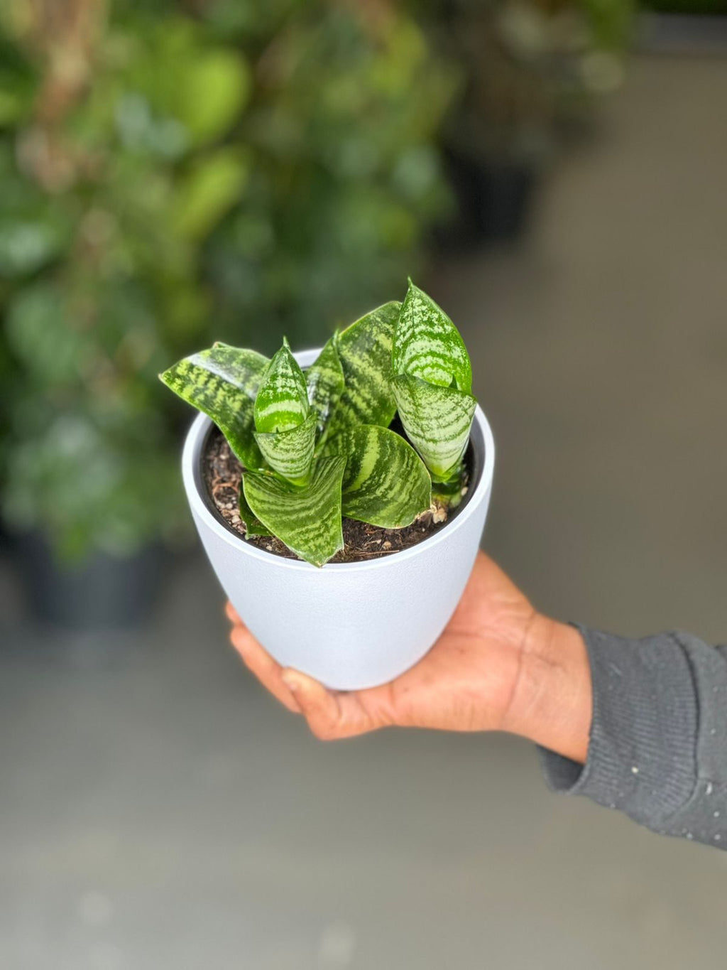 XS Snake Plant With Decorative Pot
