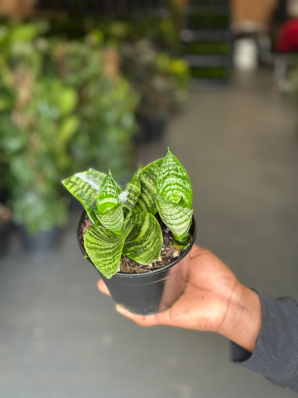 XS Snake Plant