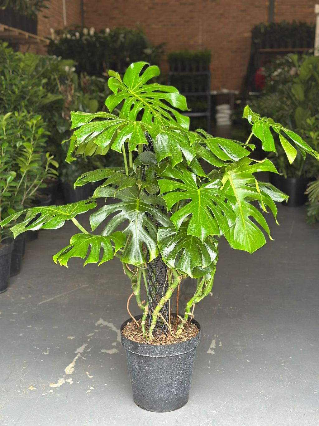 XL Monstera Deliciosa
