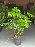 XL Monstera Deliciosa