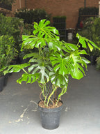 XL Monstera Deliciosa
