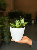 XS Snake Plant With Decorative Pot
