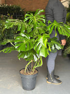 XL Monstera Deliciosa