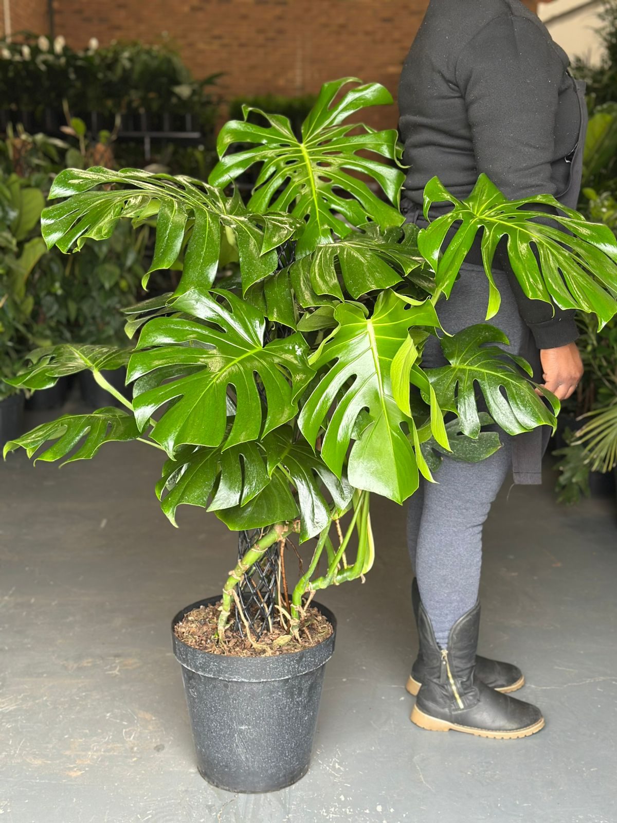 XL Monstera Deliciosa