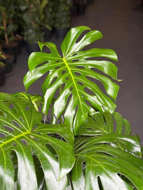 xl monstera deliciosa XL Monstera Deliciosa – Botanical Heaven